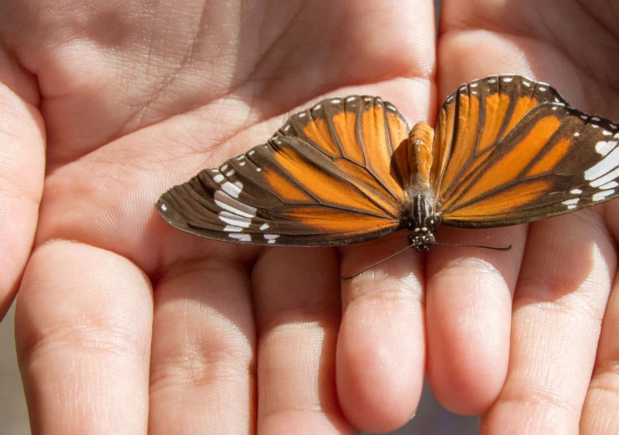 Butterfly in hands